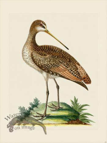 Edwards 137 greater American Godwit